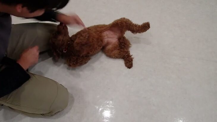 犬の幼稚園 つむぎちゃんとトレーニング