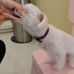 犬の幼稚園 おもちちゃんとトレーニング