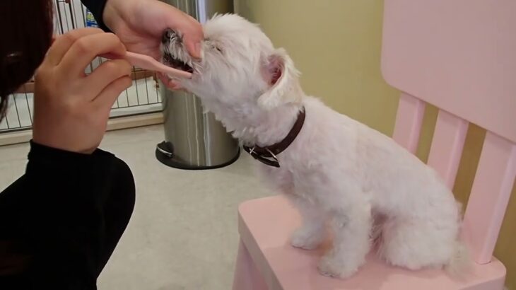 犬の幼稚園 おもちちゃんとトレーニング