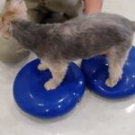 犬の幼稚園 シナモンくんとトレーニング