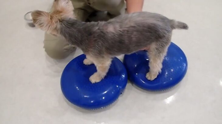 犬の幼稚園 シナモンくんとトレーニング