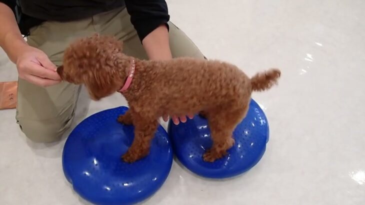 犬の幼稚園 るるちゃんとトレーニング