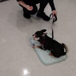 犬の幼稚園 こつぶくんとトレーニング