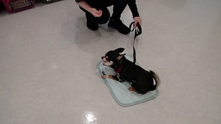犬の幼稚園 こつぶくんとトレーニング