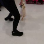 犬の幼稚園 利休くんとトレーニング