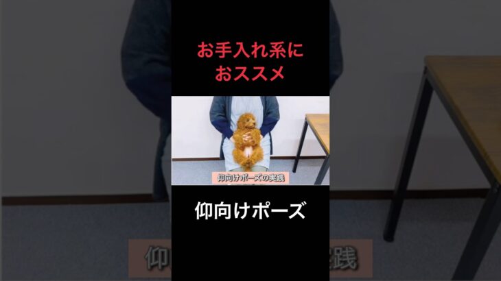 【犬 落ち着かせ方】子犬の時期に絶対に教えてほしい体勢！　犬のしつけ エマ犬アカデミー　#子犬しつけ #子犬  #落ち着かせ方