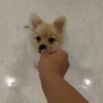 犬の幼稚園 ぷぅくんとトレーニング