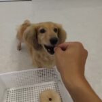 犬の幼稚園 むぎくんとトレーニング