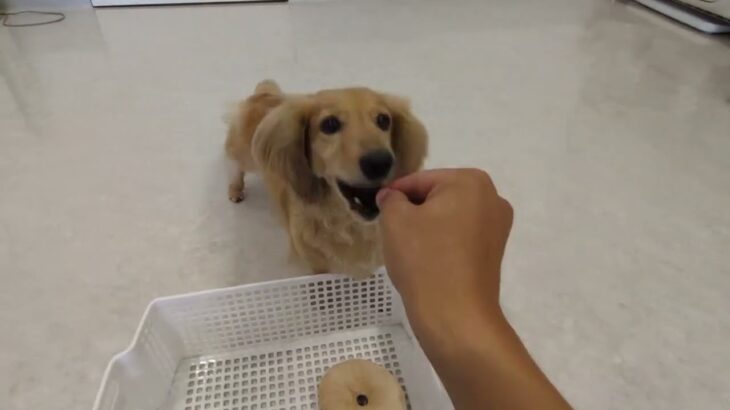 犬の幼稚園 むぎくんとトレーニング