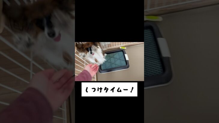 お手がバンザイになる子犬🐶#パピヨン#子犬#犬のいる生活 #しつけ