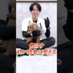 【犬しつけ】お手入れの慣らしの重要性