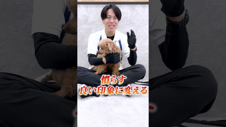 【犬しつけ】お手入れの慣らしの重要性