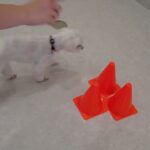犬の幼稚園 源くんとトレーニング