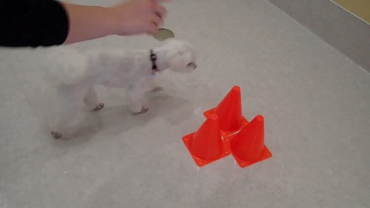 犬の幼稚園 源くんとトレーニング