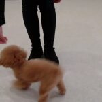 犬の幼稚園 キャンディベルくんとトレーニング