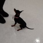 犬の幼稚園 古都ちゃんとトレーニング