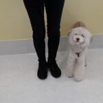 犬の幼稚園 ヴィーノくんとトレーニング