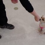 犬の幼稚園 モモちゃんとトレーニング