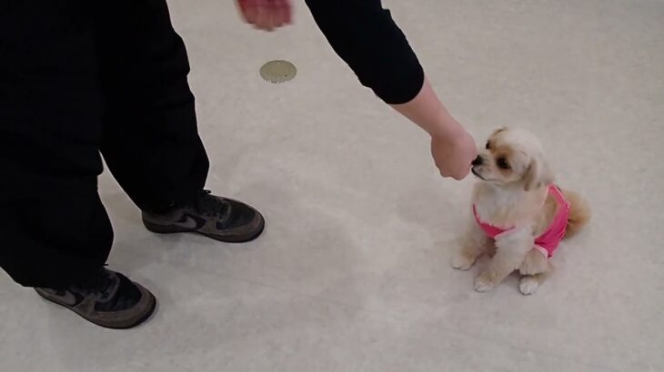 犬の幼稚園 モモちゃんとトレーニング