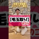 毛玉の取り方 #犬のしつけ #犬のいる暮らし #いぬすたぐらむ