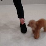 犬の幼稚園 ドレミちゃんとトレーニング