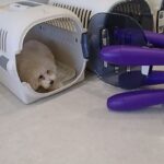 犬の幼稚園 ぽてとくんとトレーニング