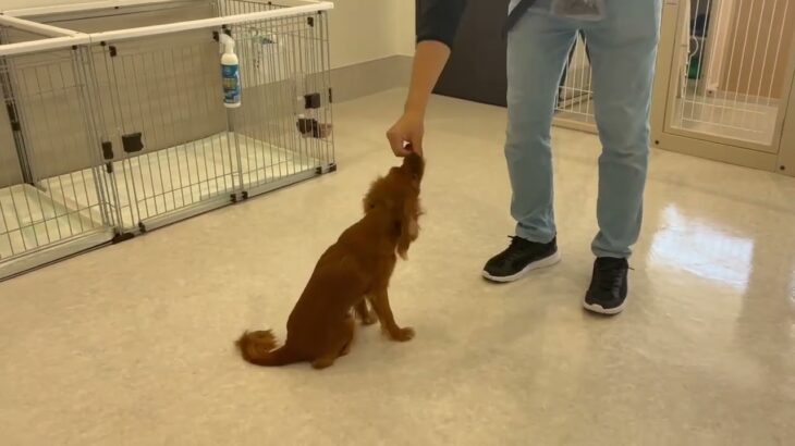 犬の幼稚園 ヘーゼルちゃんとトレーニング