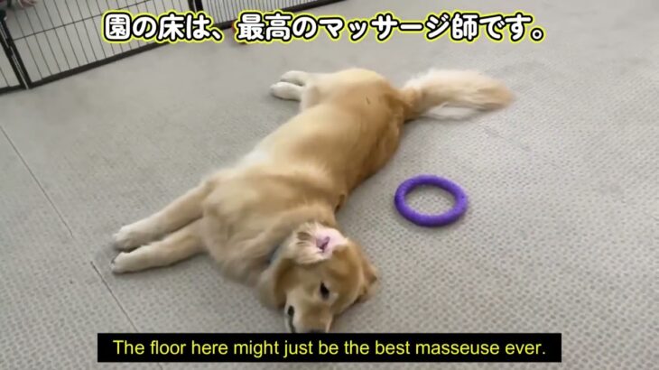 珍シーン連発!?【わんこのみかた】広い室内ドッグラン　犬のホテル、しつけ、保育園