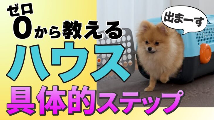 犬がハウスを好きになる秘密の方法