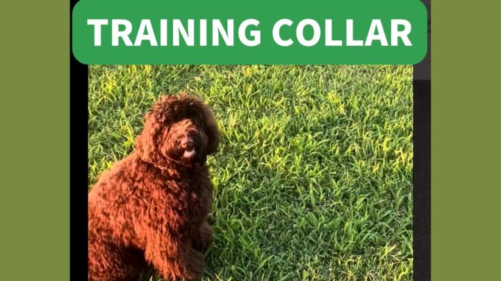 犬のしつけ　オーストラリアン ラブラドゥードル トレーニングカラー ドッグセッション