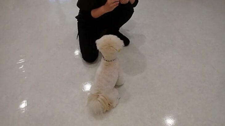 犬の幼稚園 空ちゃんとトレーニング