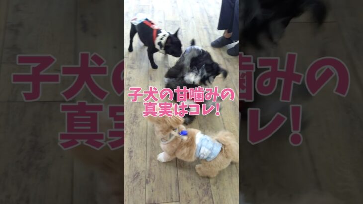 子犬の甘噛みはコレが理由！#こいぬ #トイプードル #しつけ方 #可愛い #癒し #犬のいる生活