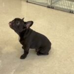 犬の幼稚園 でぃのくんとトレーニング