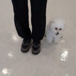 犬の幼稚園 ロージーちゃんとトレーニング