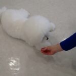 犬の幼稚園 ローヌくんとトレーニング