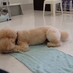 犬の幼稚園 レオくんとトレーニング
