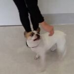 犬の幼稚園 はなちゃんとトレーニング