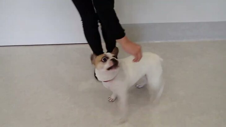 犬の幼稚園 はなちゃんとトレーニング