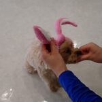 犬の幼稚園 ルークくんとトレーニング