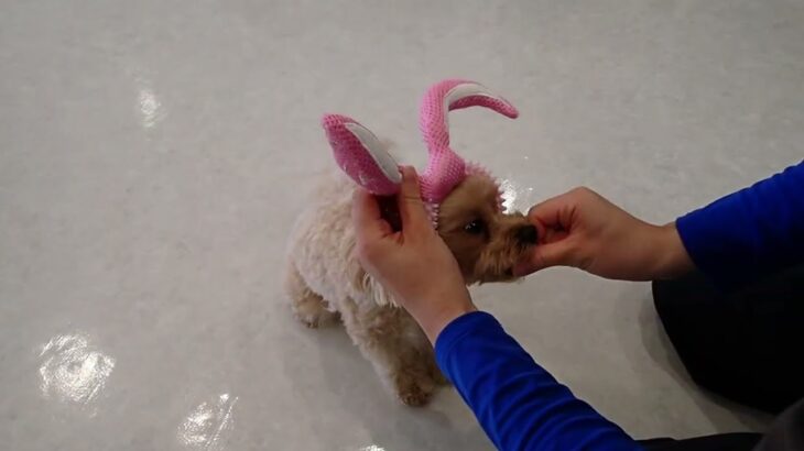 犬の幼稚園 ルークくんとトレーニング