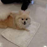 犬の幼稚園 ココアちゃんとトレーニング