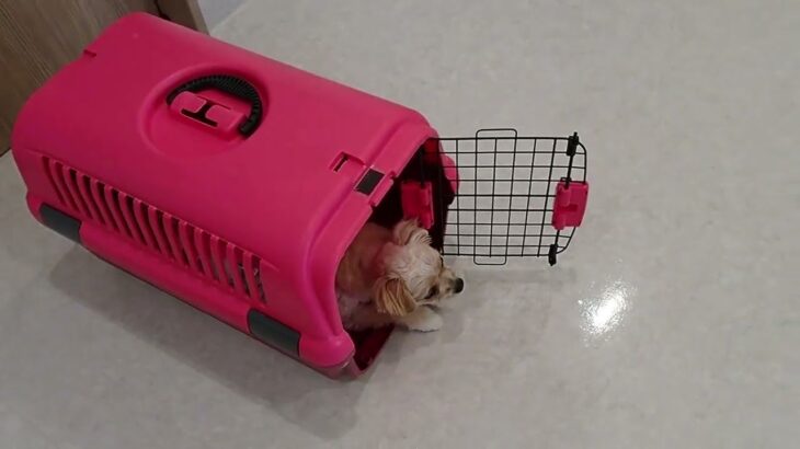 犬の幼稚園 モモちゃんとトレーニング