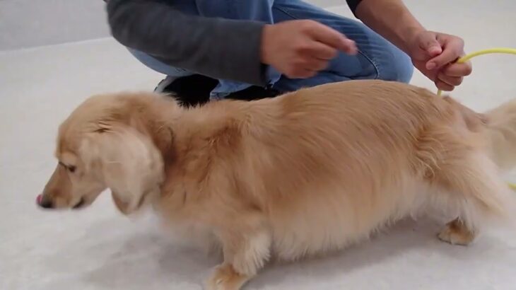 犬の幼稚園 凜ちゃんとトレーニング
