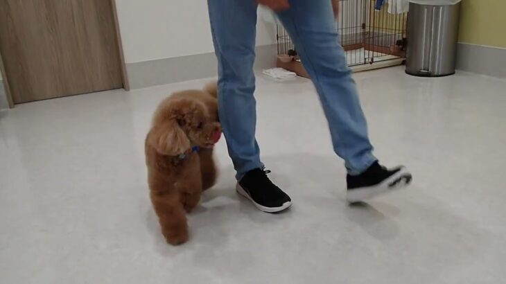犬の幼稚園 ひなたくんとトレーニング