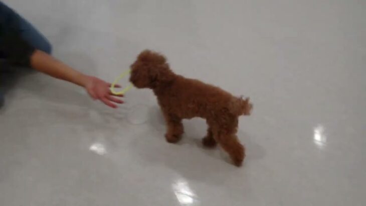 犬の幼稚園 りあんちゃんとトレーニング