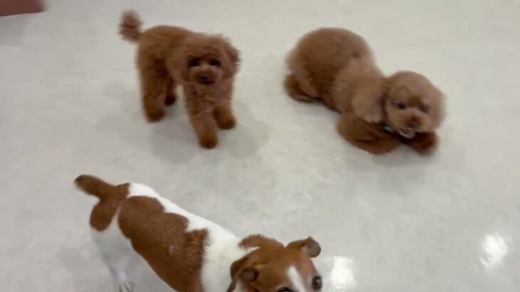 犬の幼稚園 ラムネちゃんとトレーニング