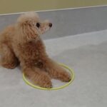 犬の幼稚園 ぴっぴちゃんとトレーニング