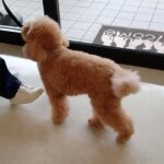 犬の幼稚園 むぎくんとトレーニング