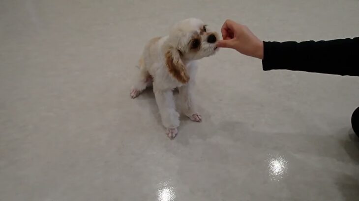 犬の幼稚園 エマちゃんとトレーニング