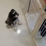 犬の幼稚園 アオくんとトレーニング